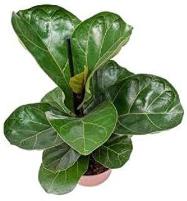 Seeds Greenway Nursery - Plants for Home Indoor Live Fiddle Leaf Fig Tree 6-Feet Green By Nearly Natural Plant Decor Office Desk (Healthy Plant)